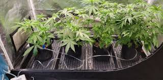 Hydroponic Tents Guide: Tips For Successful Indoor Gardening