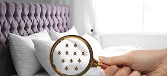 Ultimate Bed Bug Attorney Guide