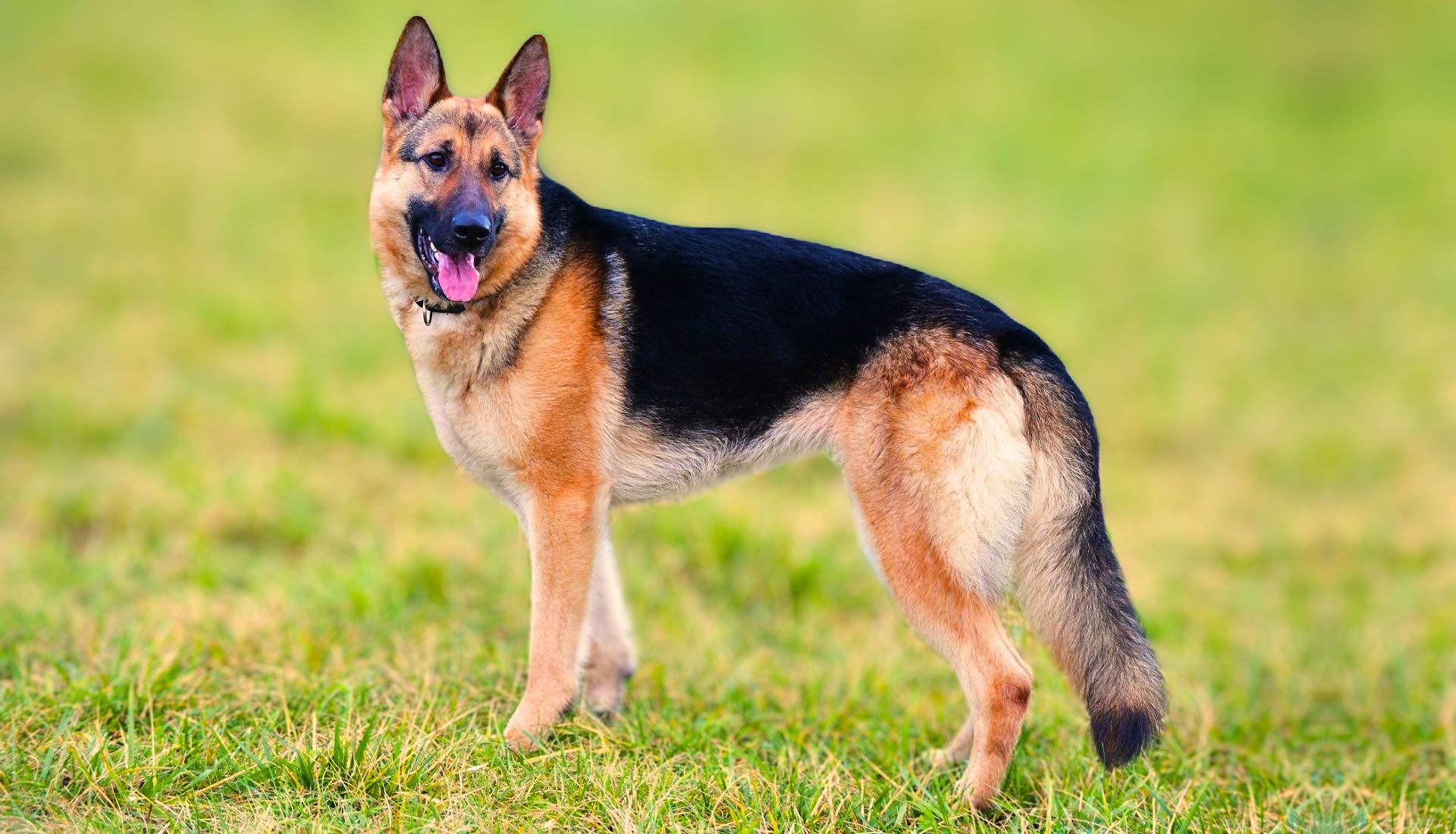 How To Choose German Shepherd Dog Breeders